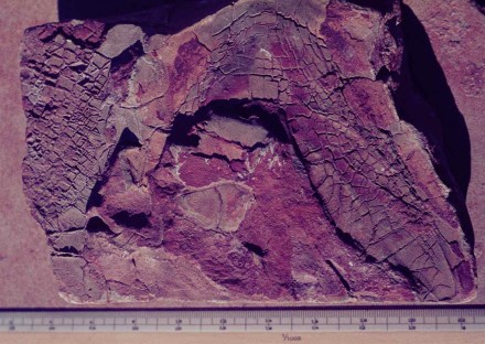 consolidated mudcracks figure 110 - Cast of consolidated mud cracks in mudstone (Transvaal, S. Africa).
