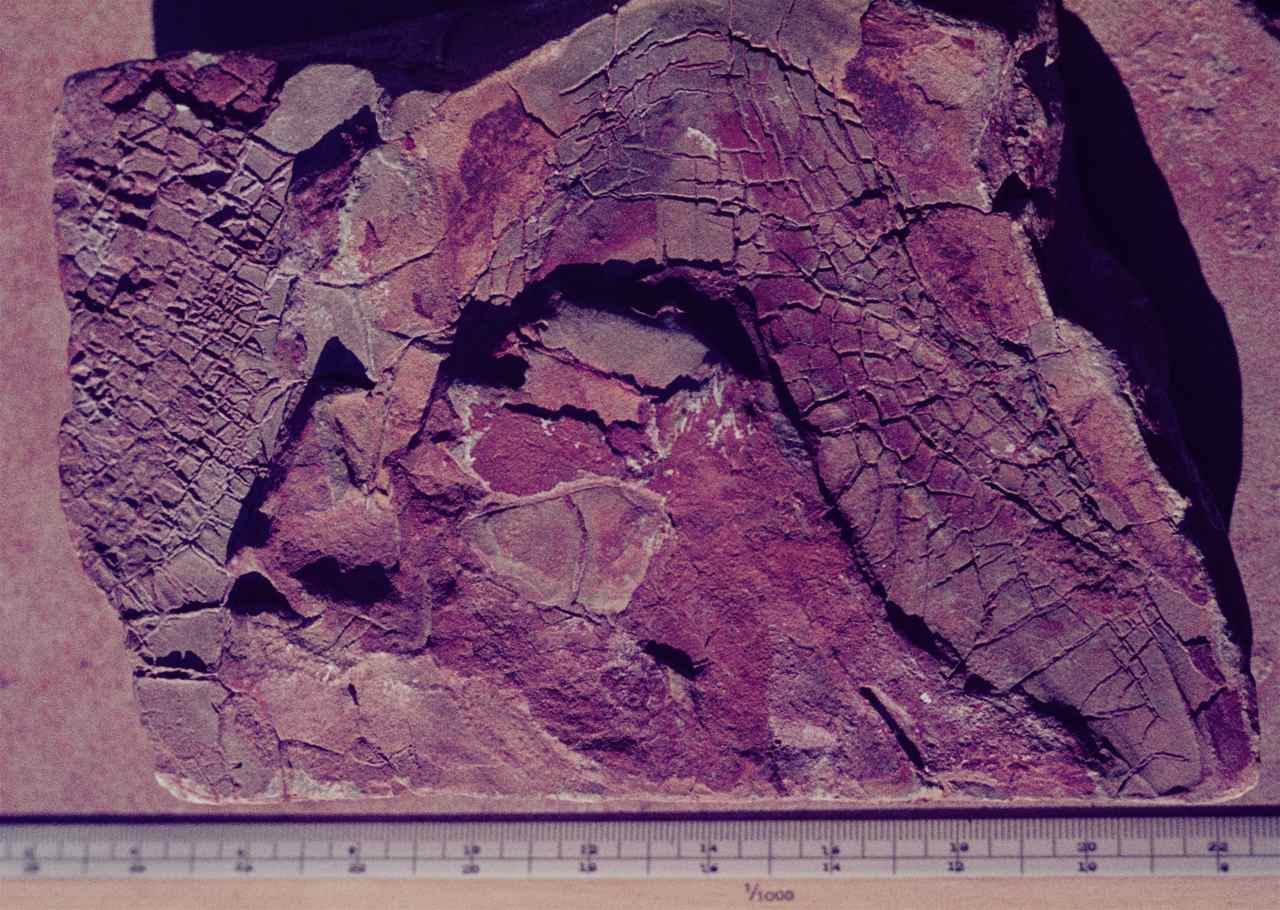 figure 102C - Cast of consolidated mud cracks in mudstone (Transvaal, S. Africa).