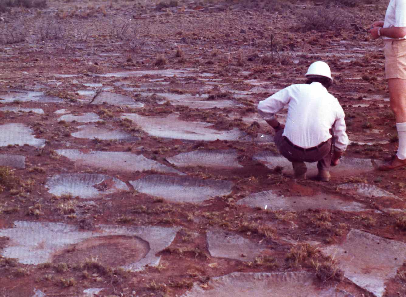 Figure 1102D - Preserved mud cracks in limestone (Ulco. S. Africa).