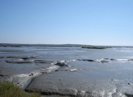 estuary mud flat Figure 112 - Present day mud flats rich in burrowing animals (Sado River Estuary, Portugal).
