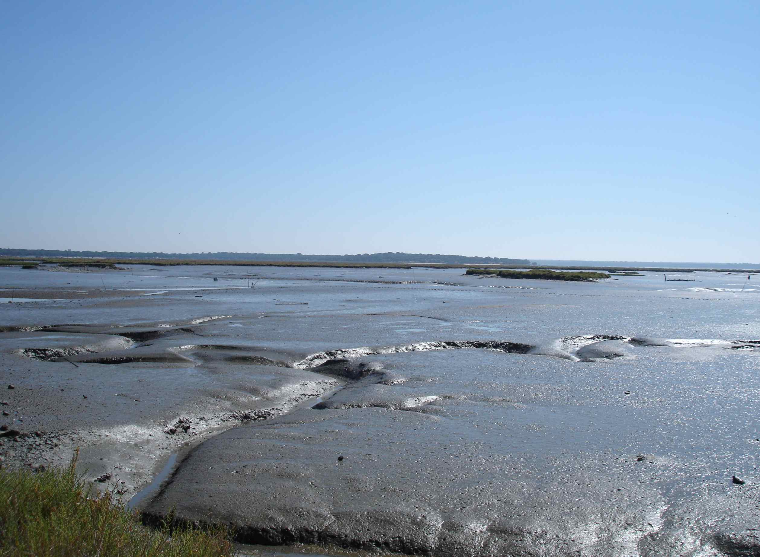 Figure 102F - Present day mud flats rich in burrowing animals (Sado River Estuary, Portugal).
