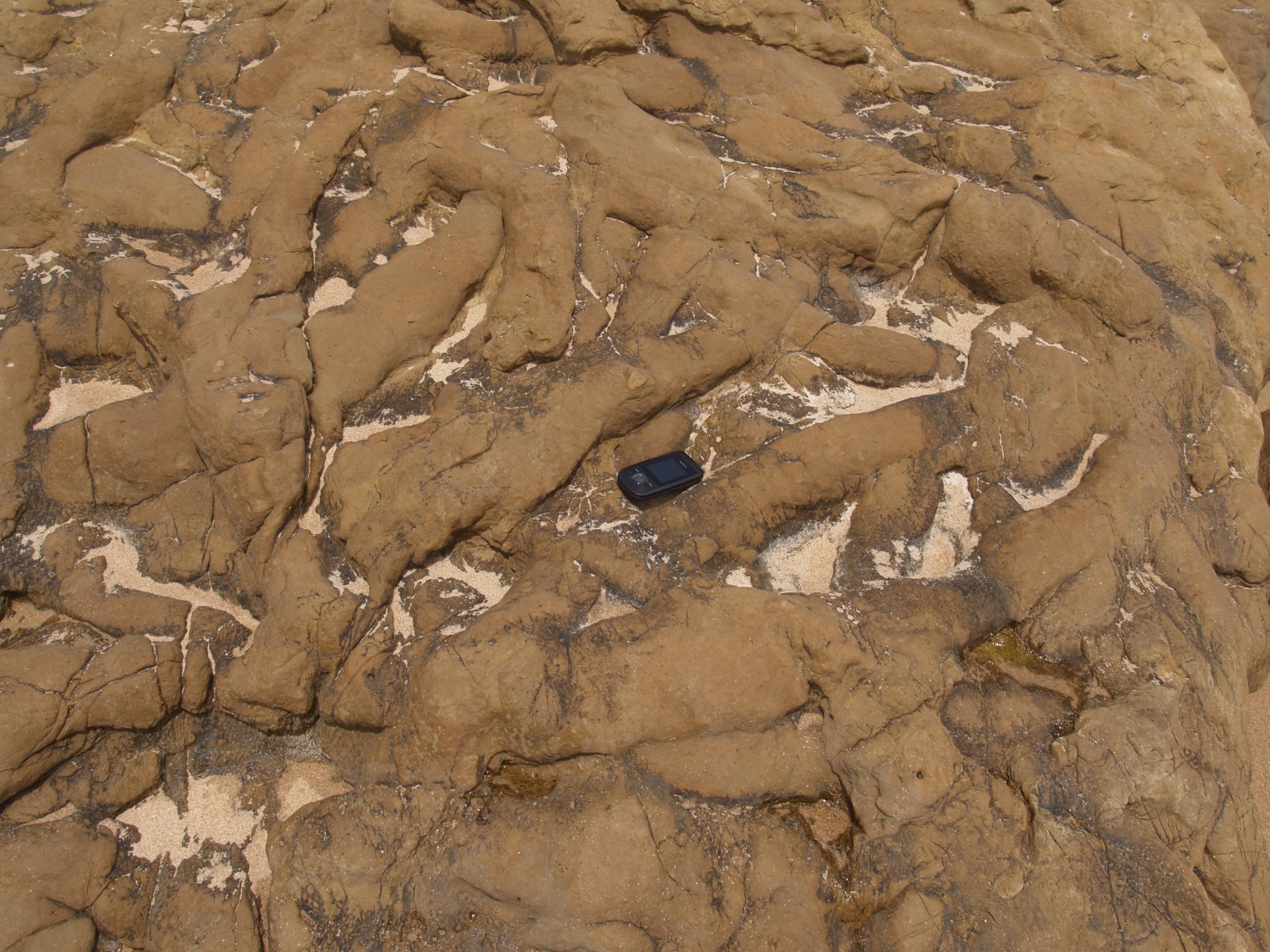 Figure Preserved burrowing casts in a clayey limestone (bioturbated) (Carcavelos, Portugal).